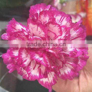 Cheap Big Carnations Heads for Wholesale photo-5