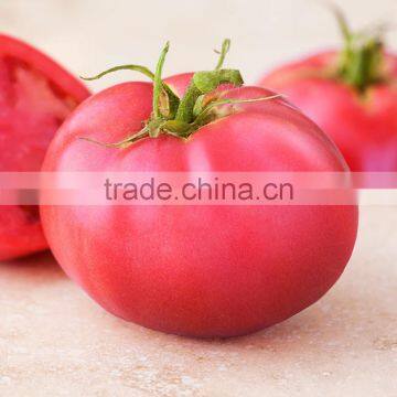 2016 Newest Crop High Yield Hybrid F1 High Disease Resistance Indeterminate Pink Tomato Seeds From China For Planting