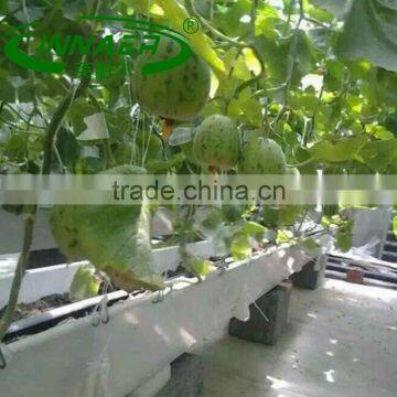 INNAER Innovative products bell pepper planting groove