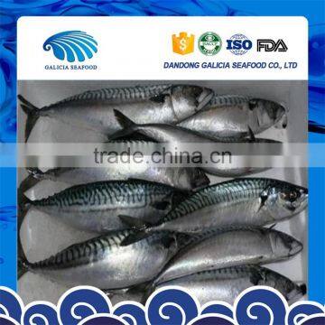 frozen scientific name of mackerel fish with good exporter