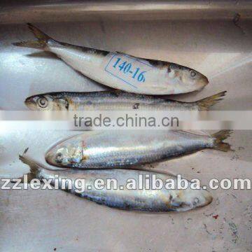 Fresh Frozen Sardines On Sale photo-2