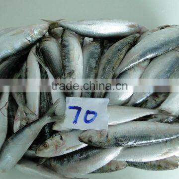 Best Price for Canning Frozen Sardine Seafood photo-4