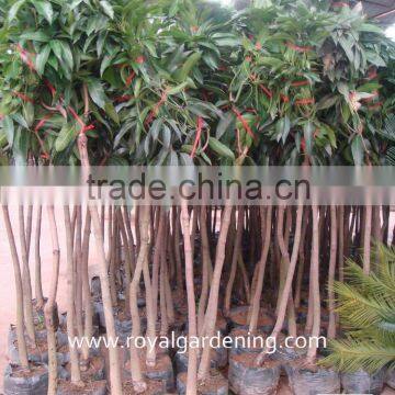 Mangifera indica landscaping trees