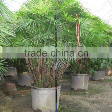 Rhapis Multifida