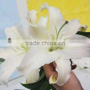 2016 Hot Sale Decorative White Spray Head Lily FlowerWedding Table Centerpieces Flower Wholesale Flower From Yunnan