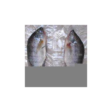 Sell Frozen Tilapia HGT