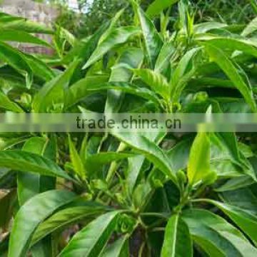 Premium Quality Malabar Nut For OEM Manufacturing