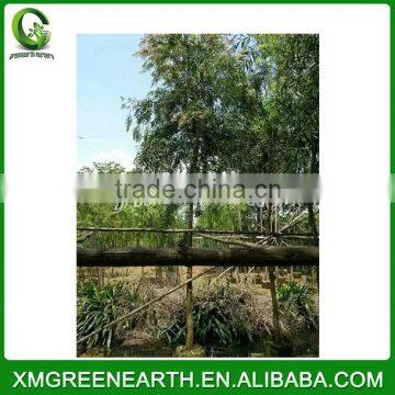 Callistemon viminalis diameter 6cm