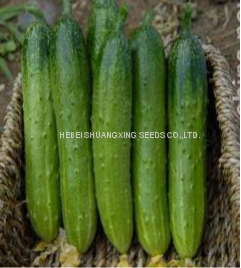 Good Quality High Yield Hybrid F1 Green Cucumber Seeds for Sale photo-2
