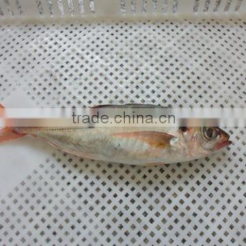 Frozen Red tail horse mackerel BQF