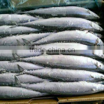 2015 seafrozen pacific saury whole round 0#:140g+