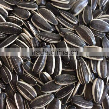 Sunflower seeds