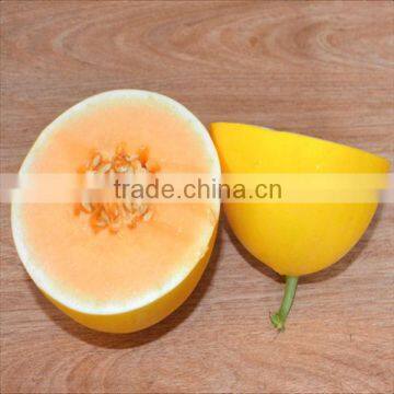 Elys No.2 white flesh golden rock melon seeds for sale