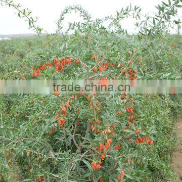 Ningxia Fruit(goji Berry) photo-2