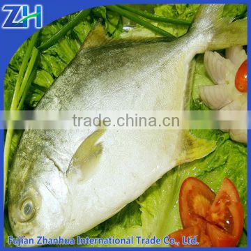 Frozen fresh golden pomfret fish