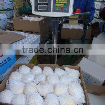 Fresh Pears/New Fresh ya Pear/Fresh ya Pear photo-6