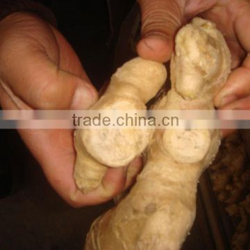 new crop fresh ginger for sale