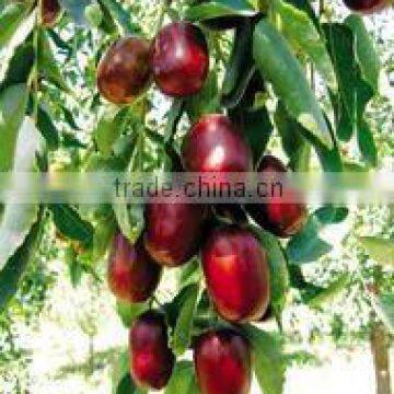 Chiese Date Jujube Powder