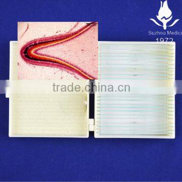 Human dental medical oral histology tooth slides