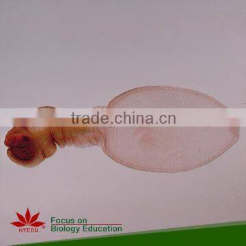 50pcs Human and Animal Parasitology Slides Set photo-2