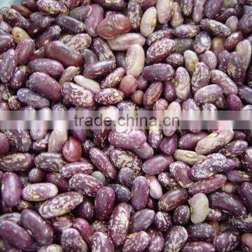 PURPLE SPECKLED KIDNEY BEANS,SPECKELD KIDNEY BEANS,KIDNEY BEANS