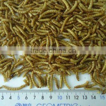 Dry Yellow Mealworm