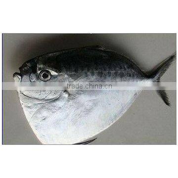 Bulk fat moon fish for sale