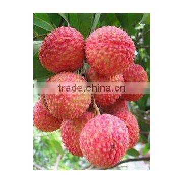 2016 Fresh Fruit Lichee From China photo-3