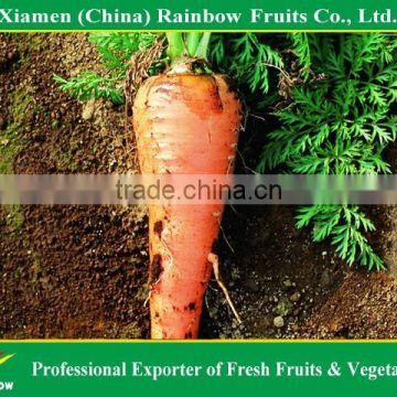 New Crop of Fresh Red Carrot from Farmland for sell