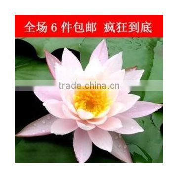 Hot Sale Water Lily Lotus Root Seeds For Growing For Family Pot Landscape