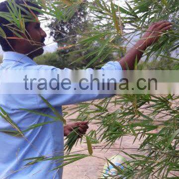 Fresh Bamboo Leaves photo-4