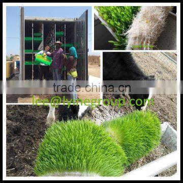 2017 Wholesale supply 1000kg/day hydroponic fodder machine