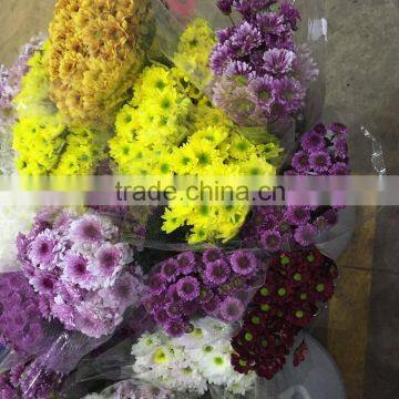 Fresh Cut Chrysanthemums Flower