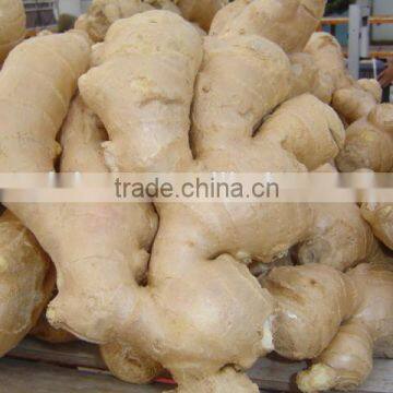 Specification Fresh Ginger photo-2