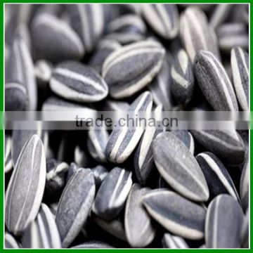 Sale Raw Black Sunflower Seeds 5009, 363 With Best Quality