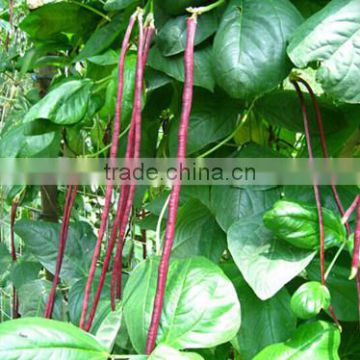 HBE10 Shenma red OP beans seeds