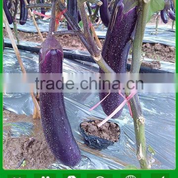 JE15 Zique High quality hybrid eggplant seeds f1, eggplant seeds