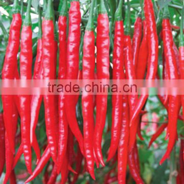 MP04 Meiyan 25cm long chilli seeds, red pepper seeds in hybrid seeds