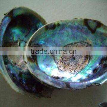 Polished new zealand abalone paua shells wholeshale