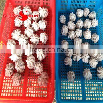 Baby Octopus photo-3