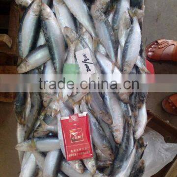Top Quality Frozen Sardine/Sardinops photo-2