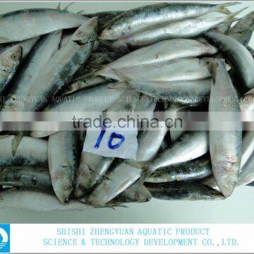 Best Price Frozen Sardine Fish photo-2