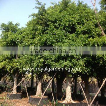 Hot Sale Outdoor Large Ficus nitida Tree