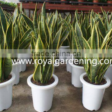 Sansevieria trifasciata Ornamental Plants