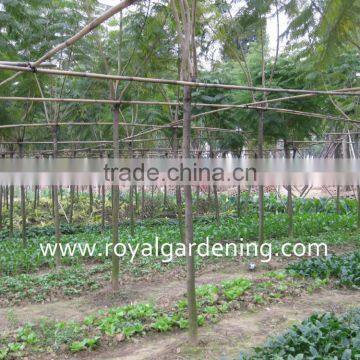 Jacaranda Mimosifolia Landscaping Tree for Tropical Climate photo-2