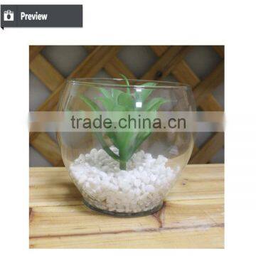 Mini Succulent Plants Bonsai High Quality Succullent Plants photo-3