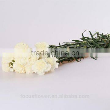 2016 hot sale snow white carnation wholesale flower for Celebration