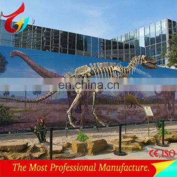 Museum Expo Simulation Replica Life size Dinosaur skeleton