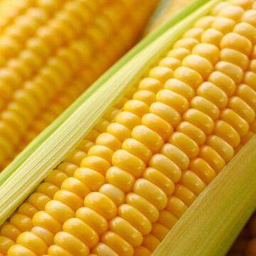 Premium Low Price Fresh Sweet Corn Delicious Sweet Corn Chinese Exports Natural Fresh Sweet Corn Food Prices