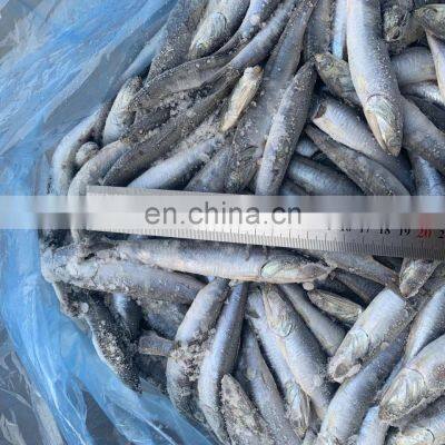 Good Price Anchovies Block Wholesale Frozen Anchovy photo-4